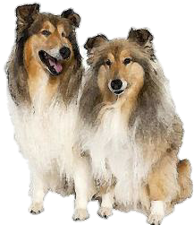 two collie dogs